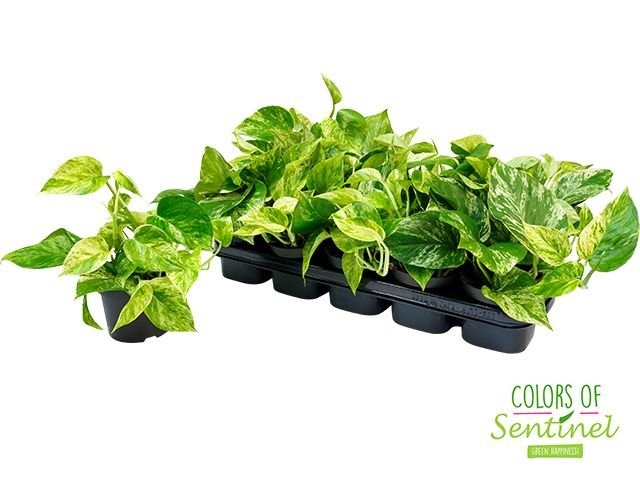 Epipremnum 12cm Pinnatum - Green Plant The Horti House
