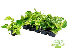 Epipremnum 12cm Pinnatum - Green Plant The Horti House