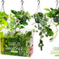 Epipremnum 15cm Hanging Mix - Green Plant The Horti House