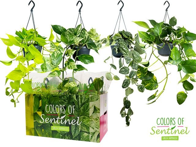 Epipremnum 15cm Hanging Mix - Green Plant The Horti House
