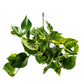 Epipremnum 15cm Hanging Mix - Hanging The Horti House