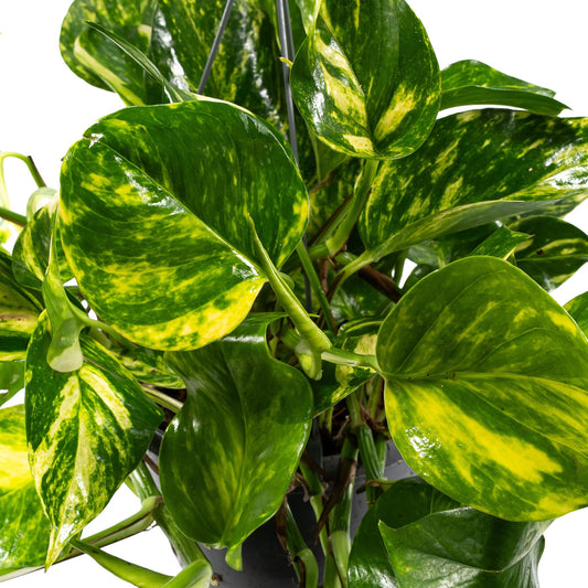 Epipremnum 15cm Hanging Mix - Hanging The Horti House