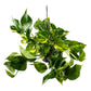 Epipremnum 15cm Hanging Mix - Hanging The Horti House