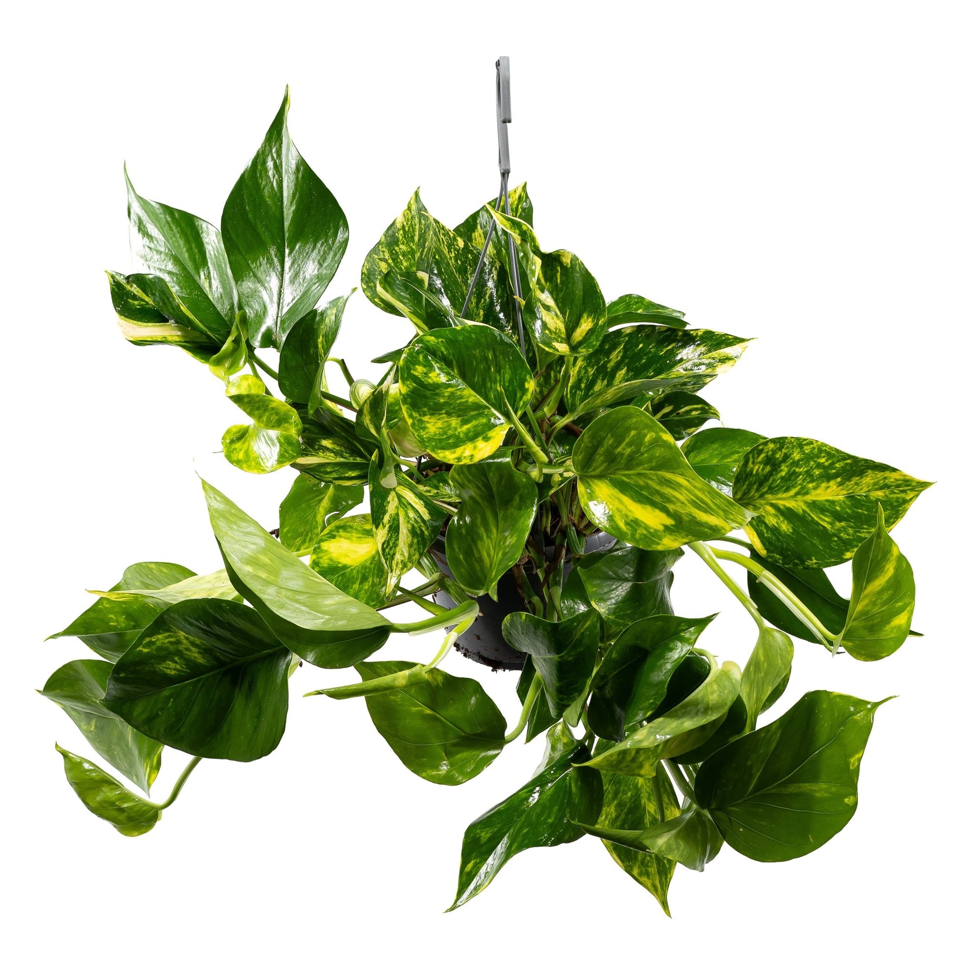 Epipremnum 15cm Hanging Mix - Hanging The Horti House