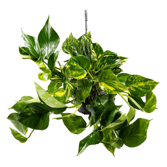Epipremnum 15cm Hanging Mix - Hanging The Horti House