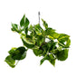 Epipremnum 15cm Hanging Mix - Hanging The Horti House