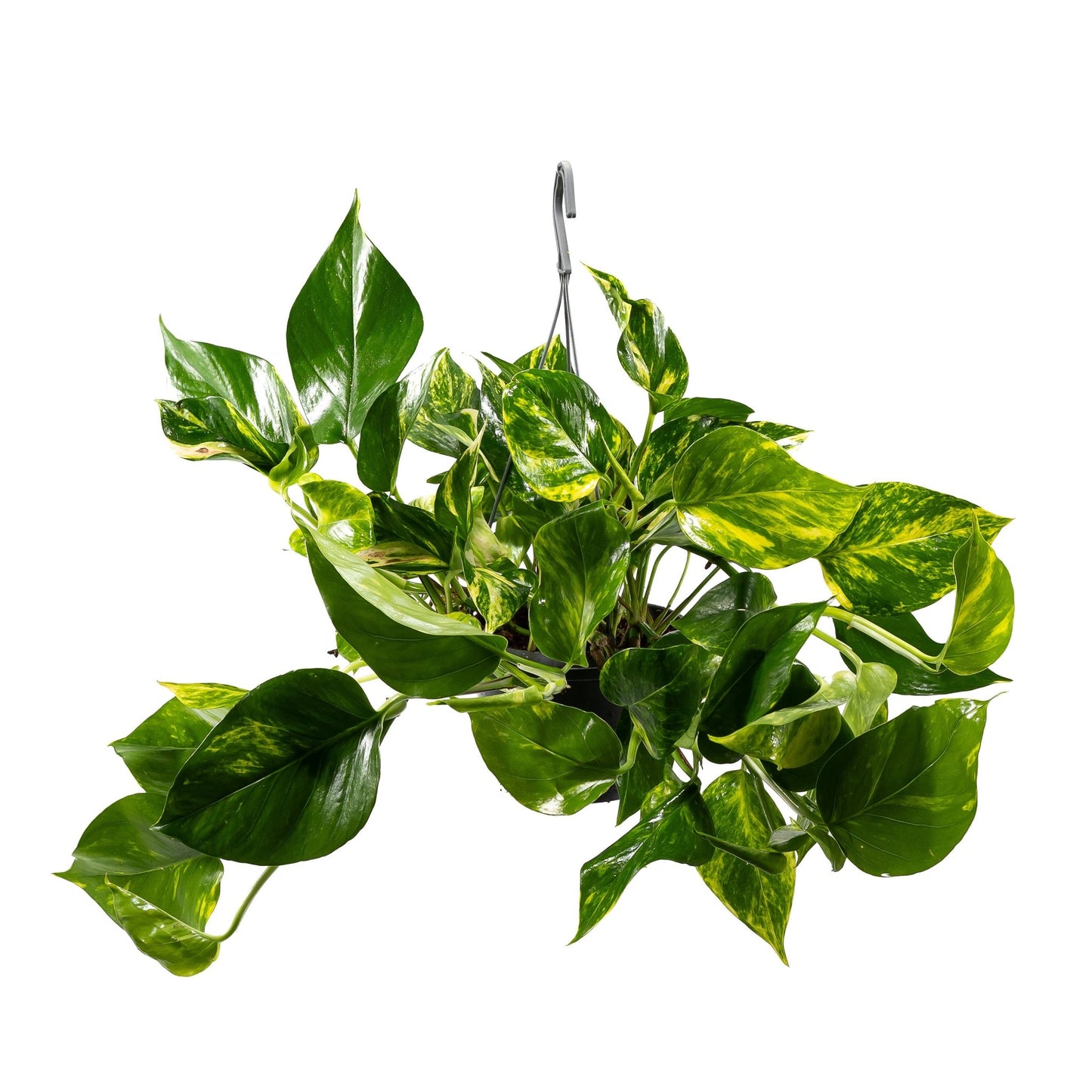 Epipremnum 15cm Hanging Mix - Hanging The Horti House
