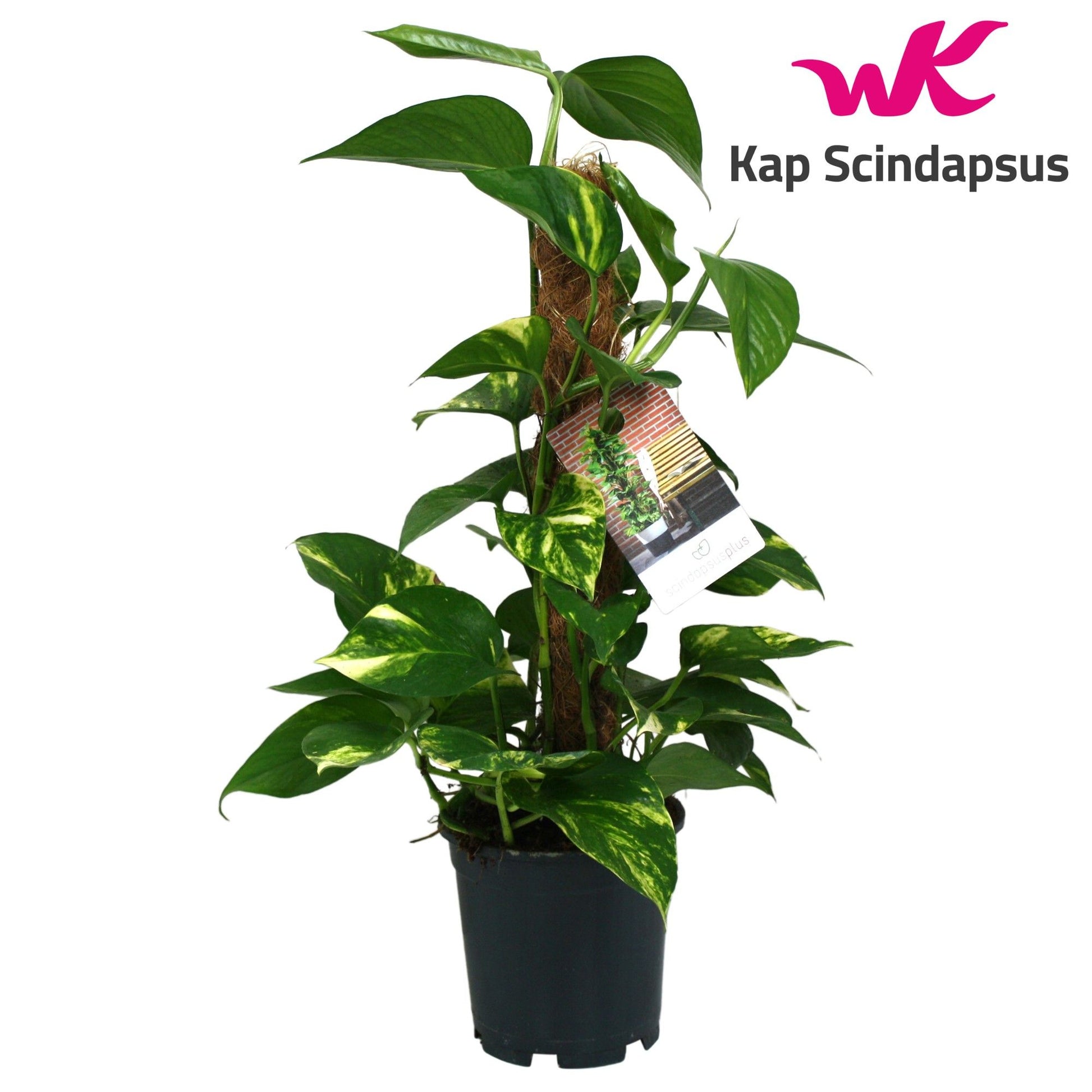Epipremnum 15cm Moss Pole - Green Plant The Horti House