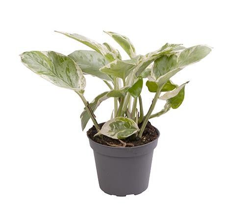 Epipremnum 6cm Njoy - Green Plant The Horti House