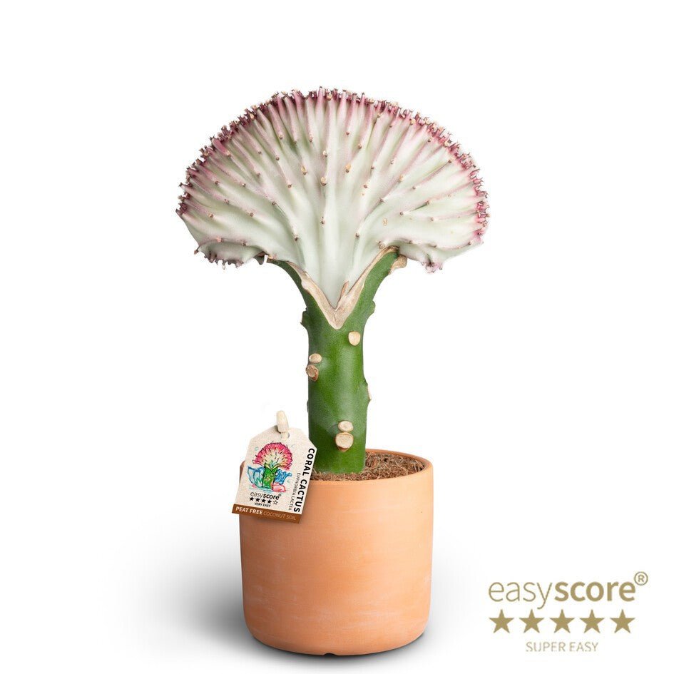Euphorbia 10cm Lactea in Terracotta - Green Plant The Horti House
