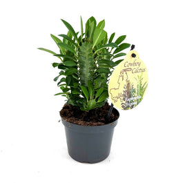 Euphorbia 12cm Trigona Green - Green Plant The Horti House