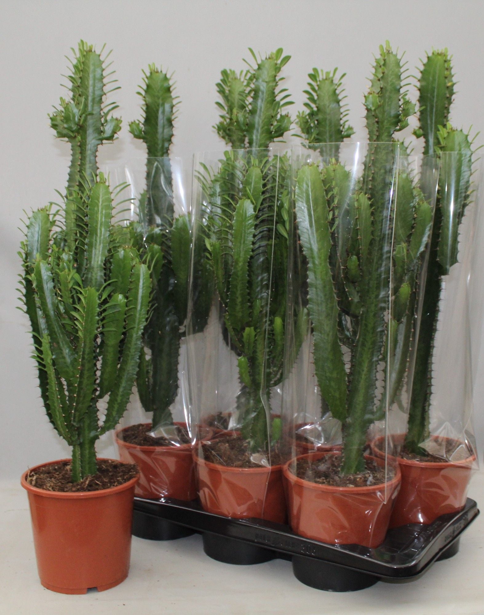 Euphorbia 17cm Trigona Green - Green Plant The Horti House