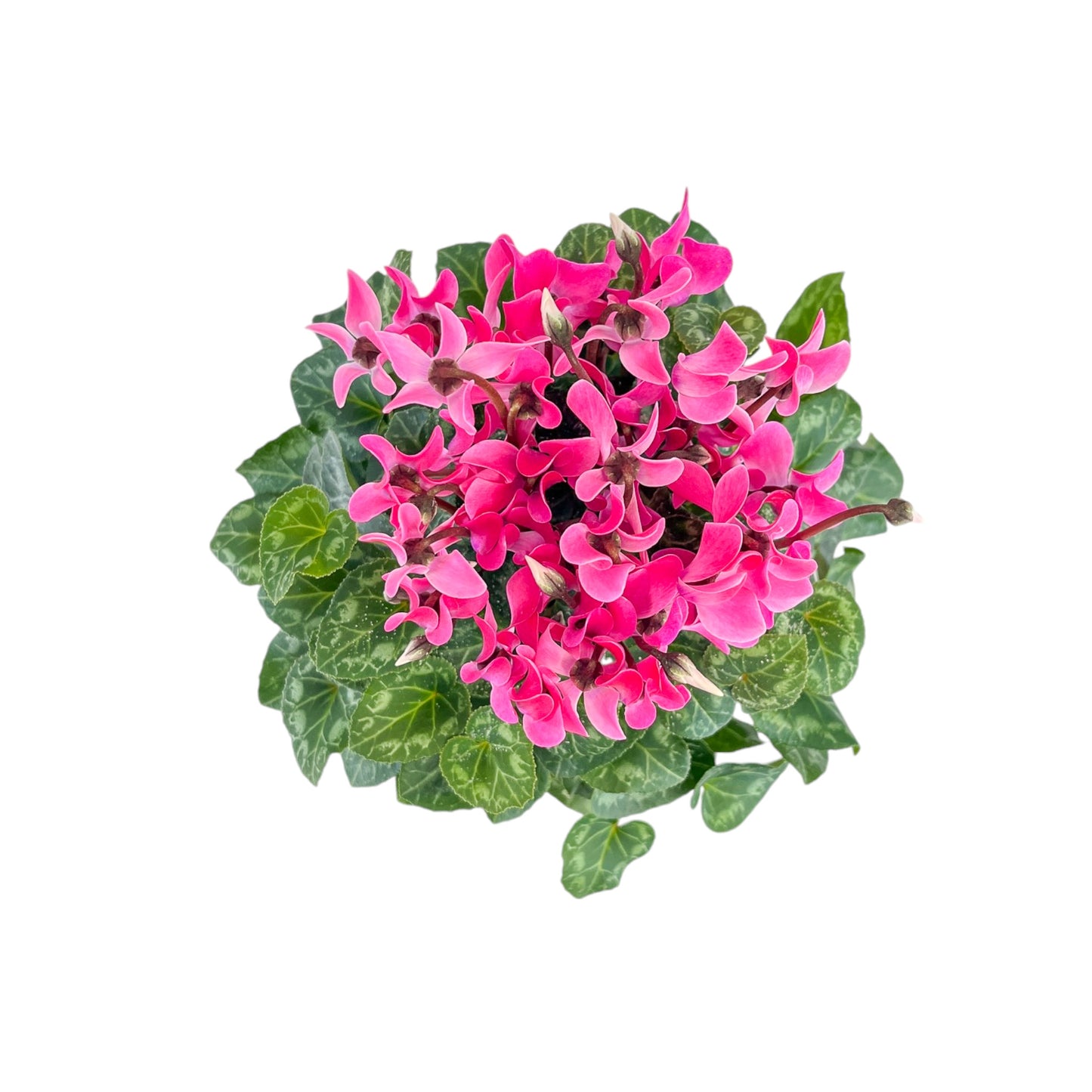 Cyclamen 10.5cm Seasonal Mix