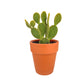 Cacti 17cm Opuntia in Terracotta