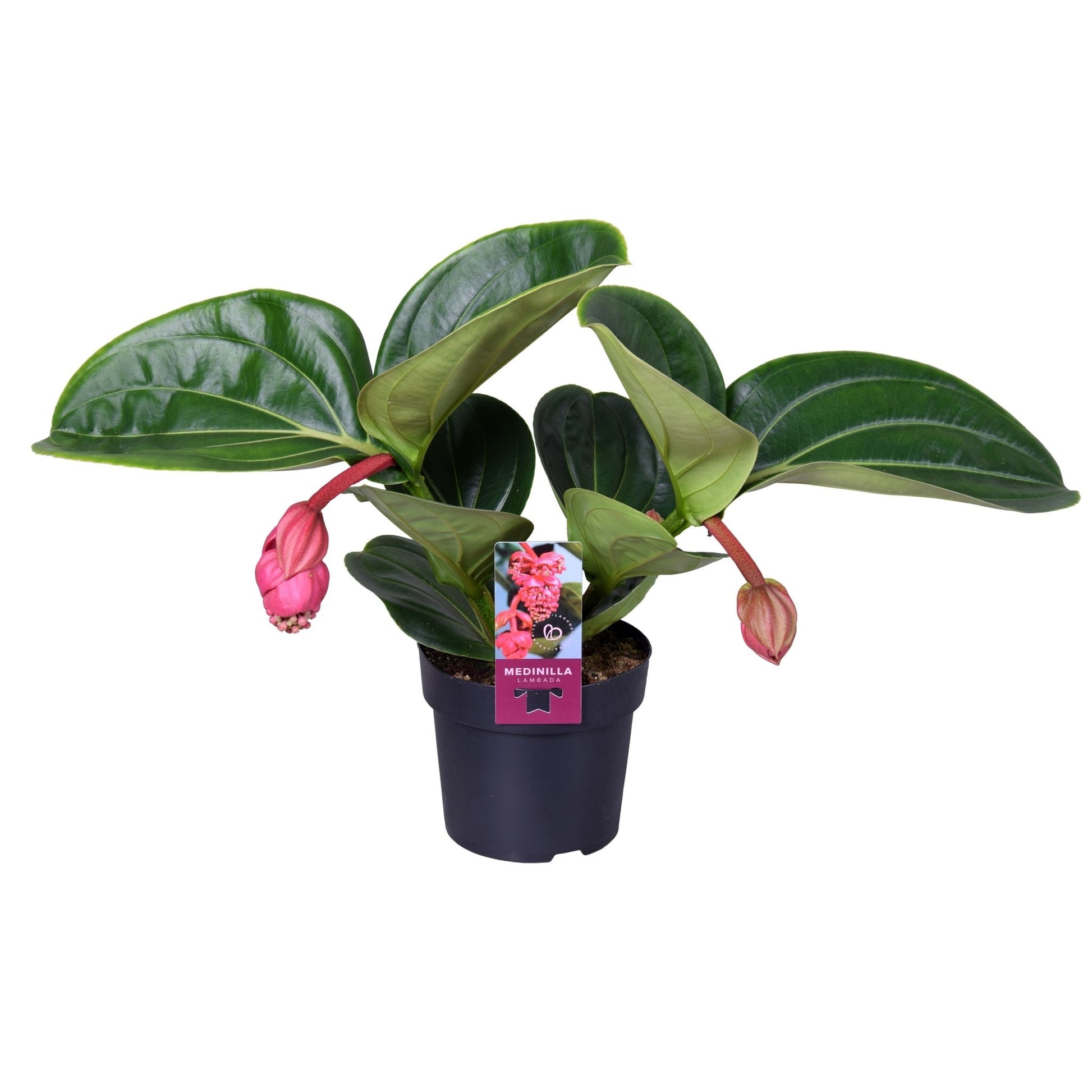 Medinilla 14cm Magnifica Lambada - Flowering The Horti House