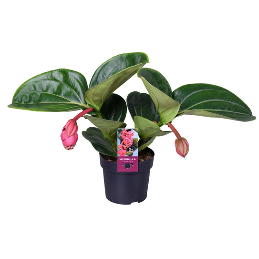 Medinilla 14cm Magnifica Lambada - Flowering The Horti House