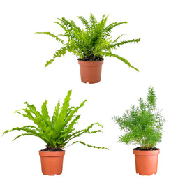 Fern 12cm British Mix - Green Plant The Horti House