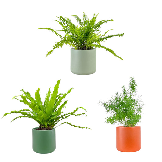Fern 12cm British Mix in Cambridge Ceramic - Green Plant The Horti House