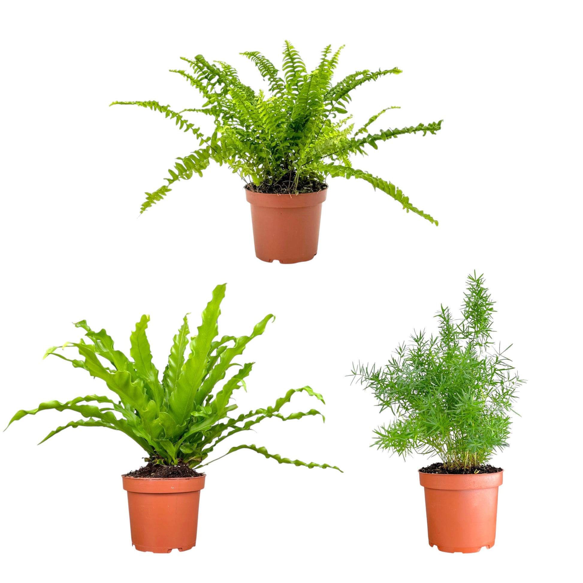 Fern 12cm Mix - Green Plant The Horti House