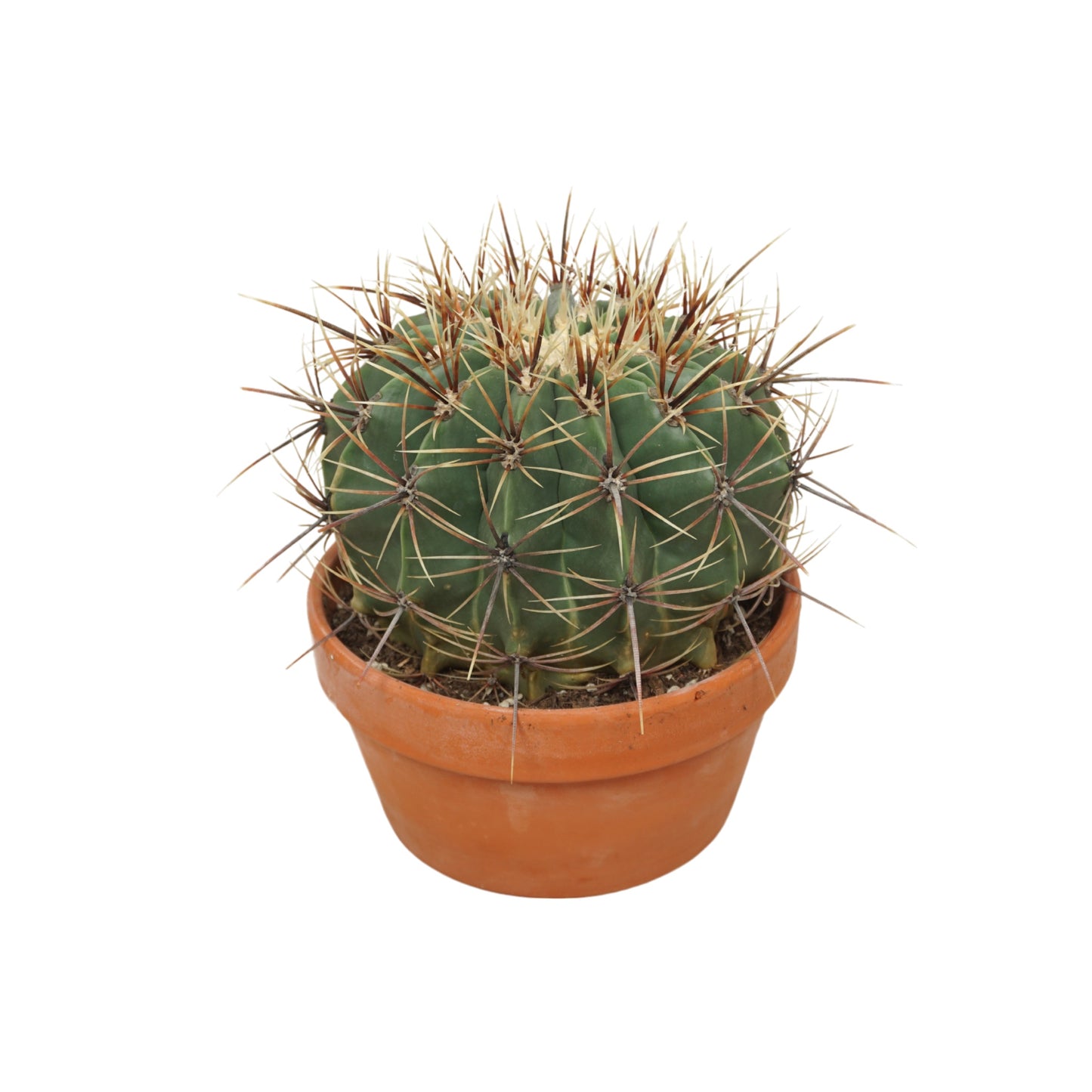 Cacti 20cm Ferocactus In Terracotta
