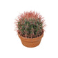 Cacti 20cm Ferocactus In Terracotta