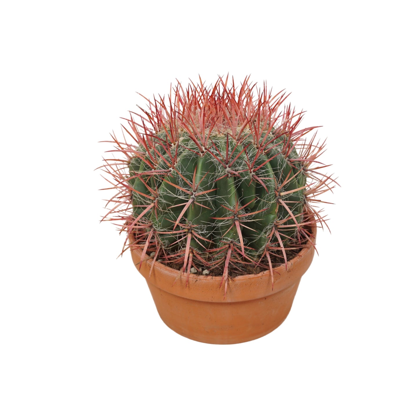 Cacti 20cm Ferocactus In Terracotta