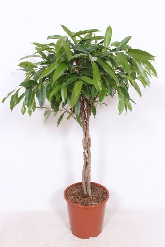 Ficus 27cm Amstel King - Foliage The Horti House