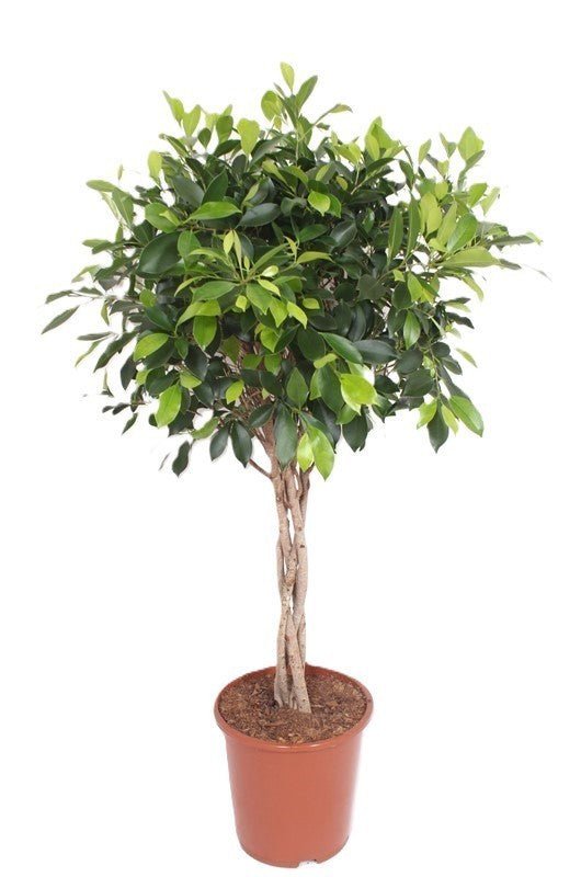 Ficus 27cm Nitida - Foliage The Horti House