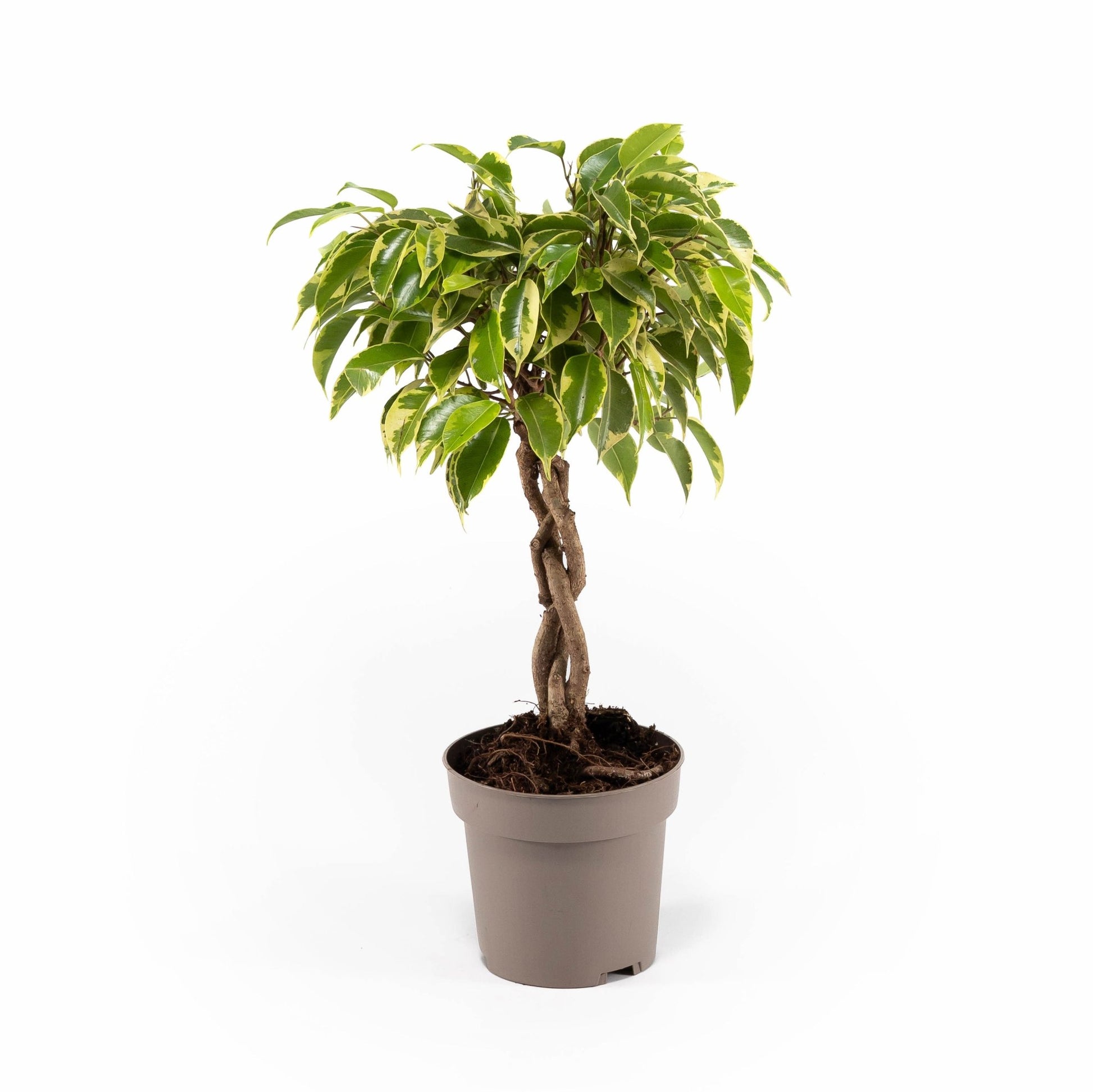 Ficus 12cm Benjamina - Green Plant The Horti House