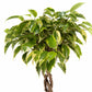 Ficus 12cm Benjamina - Green Plant The Horti House