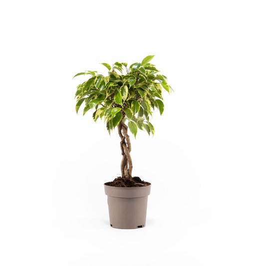 Ficus 12cm Benjamina - Green Plant The Horti House