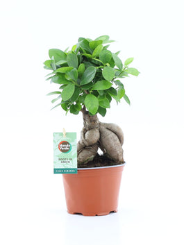 Ficus 12cm Ginseng - Green Plant The Horti House