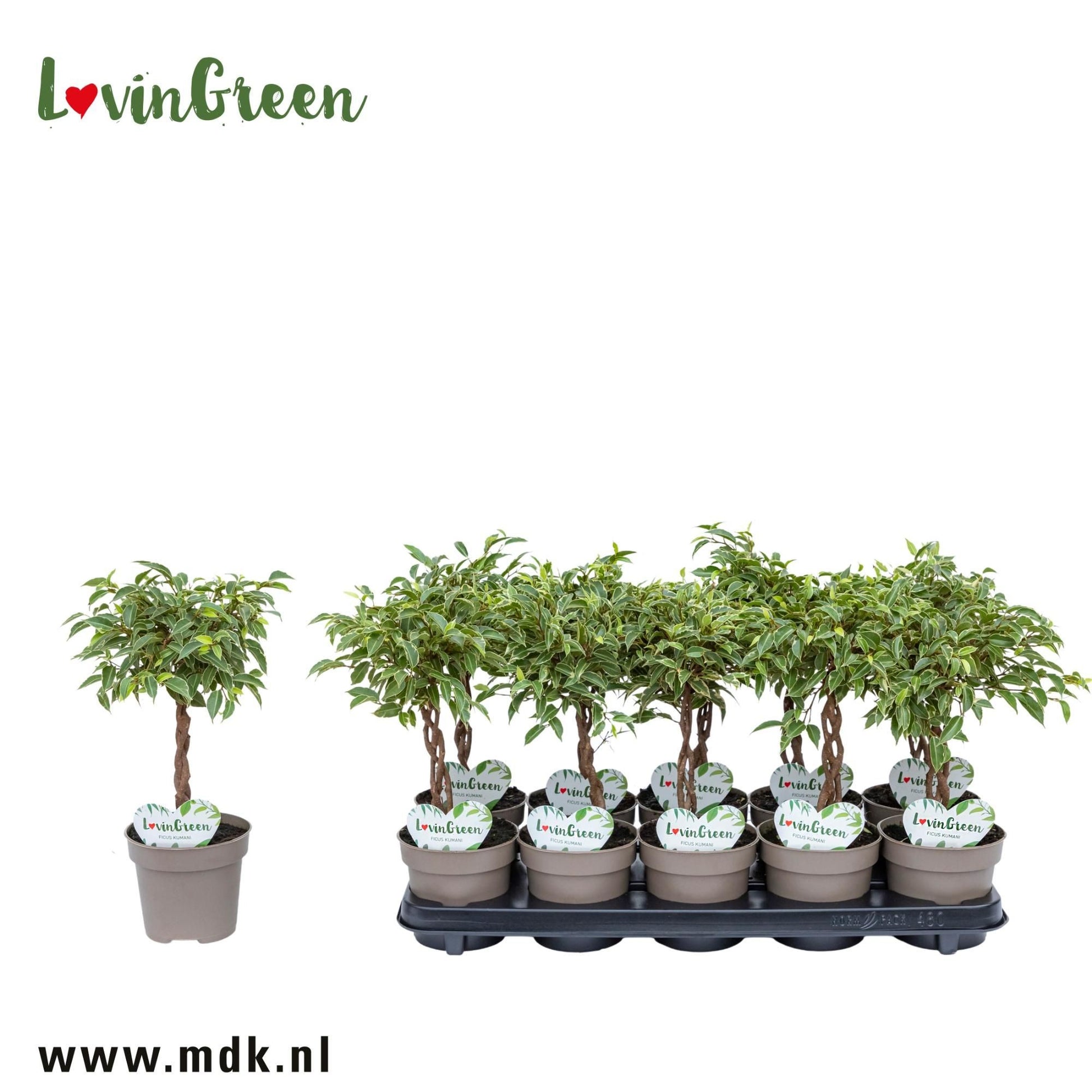 Ficus 12cm Kumani - Green Plant The Horti House