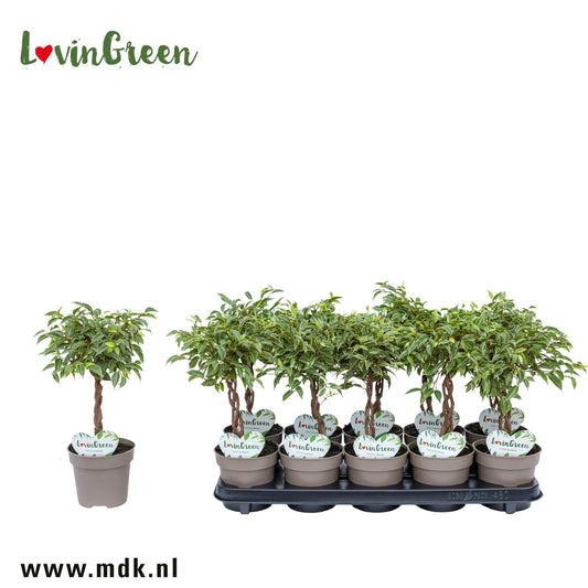 Ficus 12cm Kumani - Green Plant The Horti House