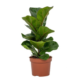 Ficus 12cm Lyrata - Green Plant The Horti House