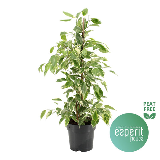 Ficus 17cm Benjamina Variegated - Foliage The Horti House