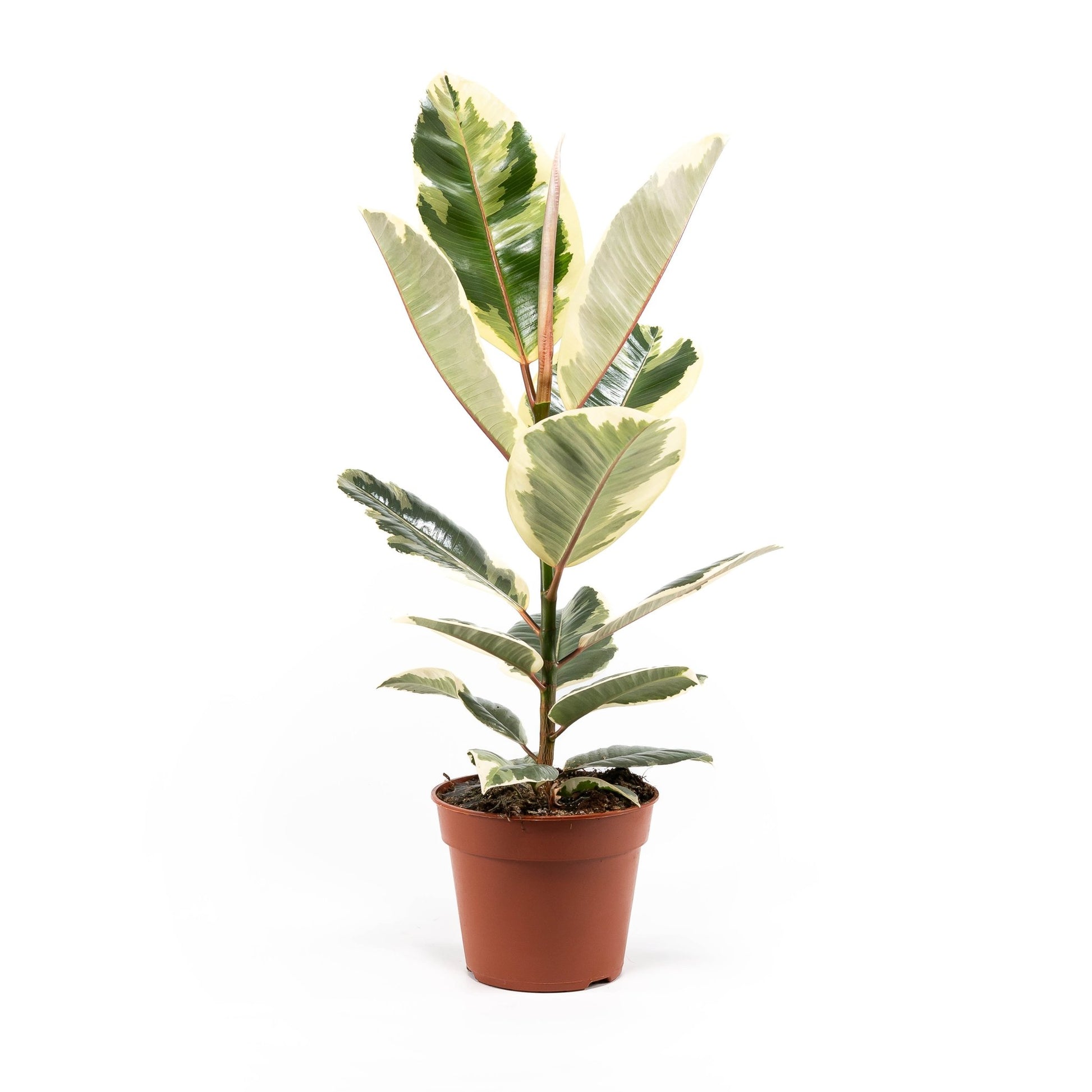Ficus 17cm Elastica Mix - Green Plant The Horti House