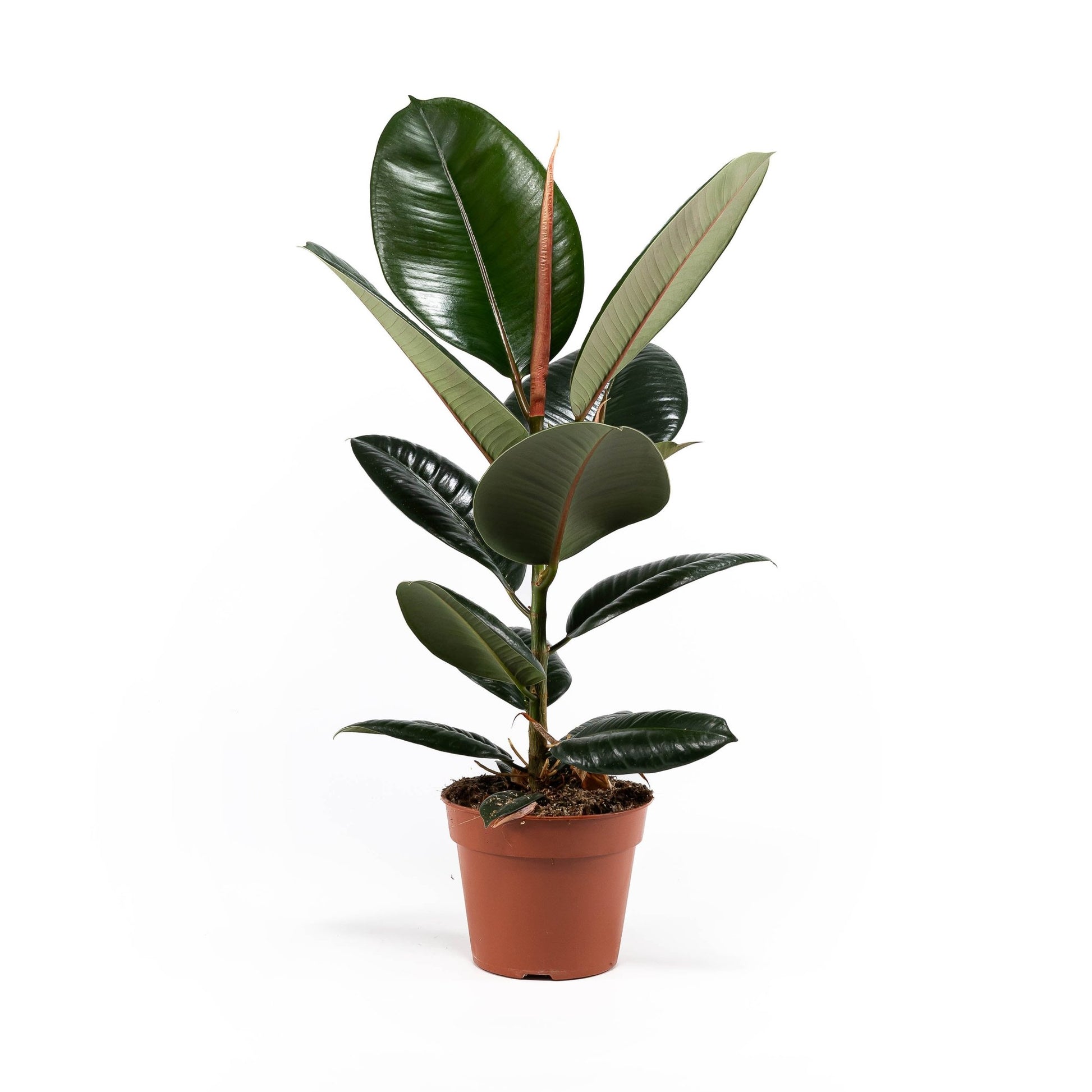 Ficus 17cm Elastica Mix - Green Plant The Horti House