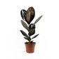Ficus 17cm Elastica Mix - Green Plant The Horti House