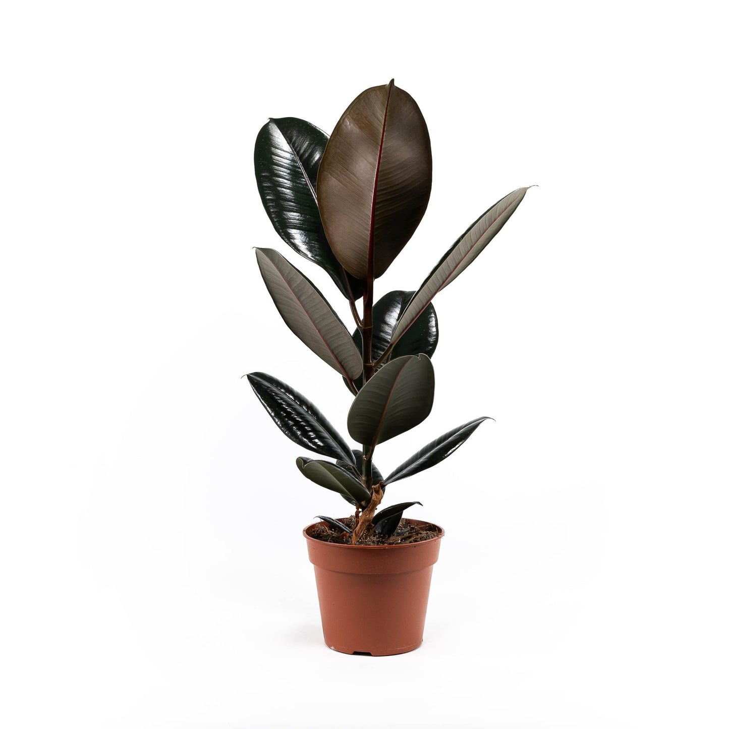 Ficus 17cm Elastica Mix - Green Plant The Horti House