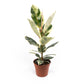 Ficus 17cm Elastica Mix - Green Plant The Horti House