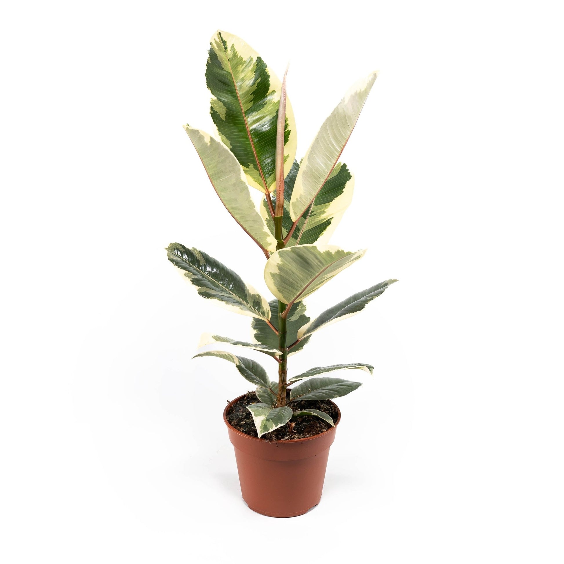 Ficus 17cm Elastica Mix - Green Plant The Horti House
