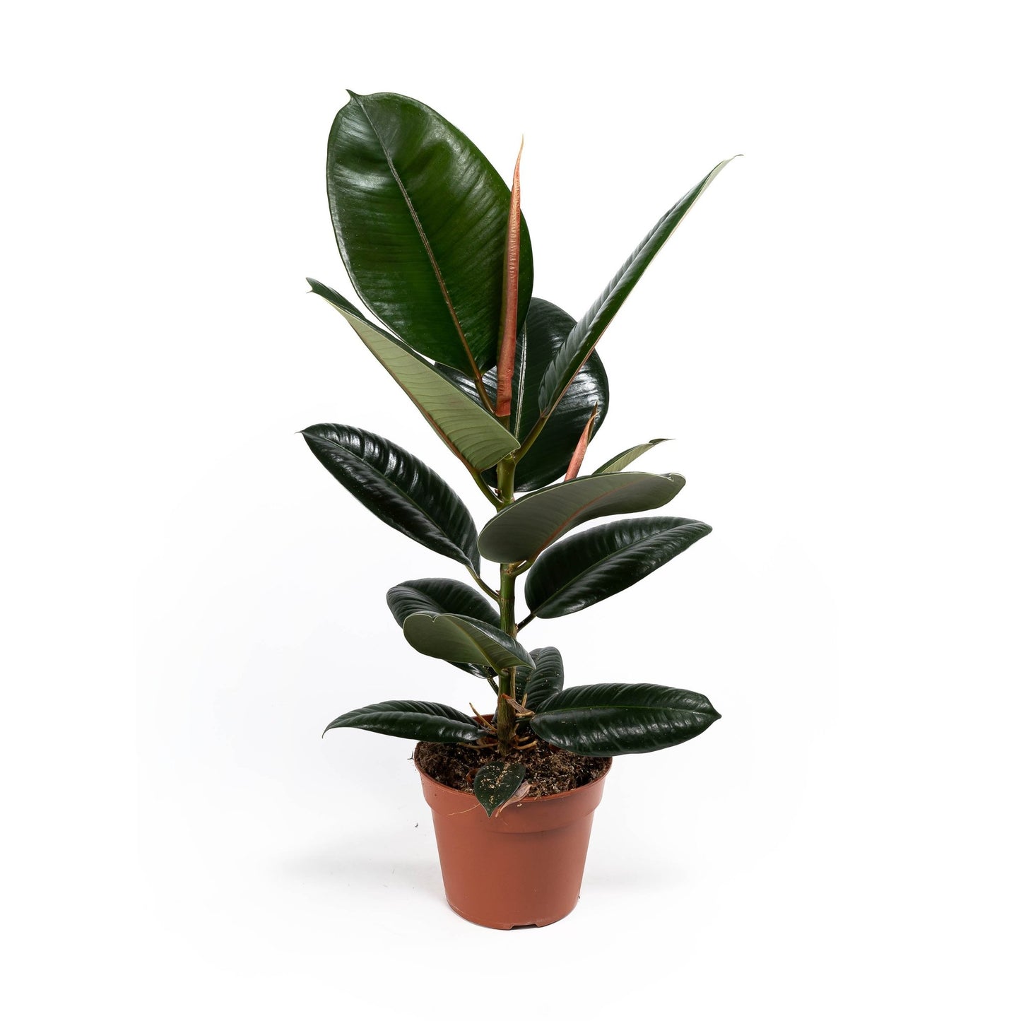 Ficus 17cm Elastica Mix - Green Plant The Horti House