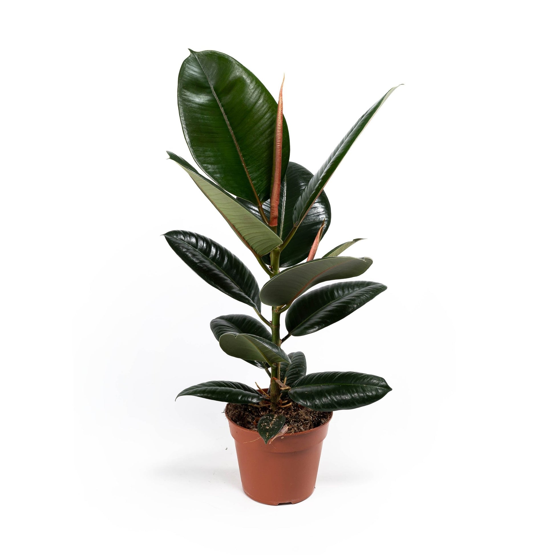 Ficus 17cm Elastica Mix - Green Plant The Horti House