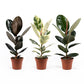 Ficus 17cm Elastica Mix - Green Plant The Horti House