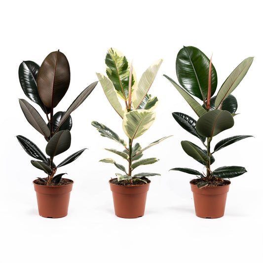 Ficus 17cm Elastica Mix - Green Plant The Horti House