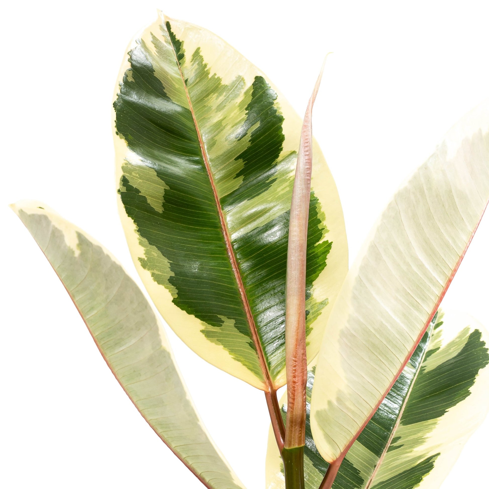 Ficus 17cm Elastica Mix - Green Plant The Horti House