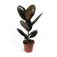 Ficus 17cm Elastica Mix - Green Plant The Horti House
