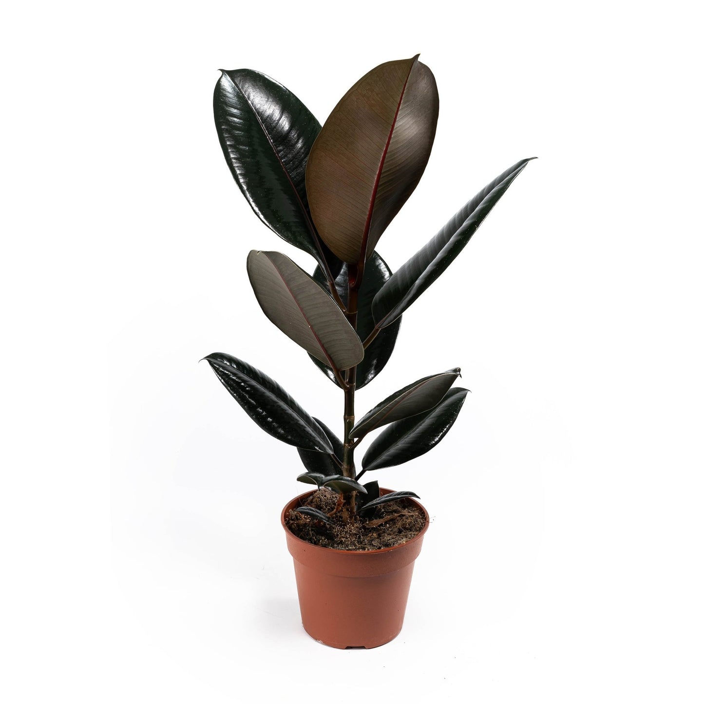 Ficus 17cm Elastica Mix - Green Plant The Horti House