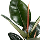 Ficus 17cm Elastica Mix - Green Plant The Horti House
